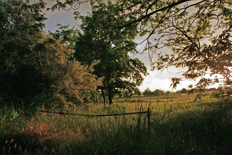 maisema