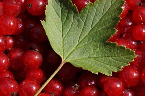 Viinimarjojen poimintaa ja päiväkahvit Viinimarjojen poimintaa ja päiväkahvit