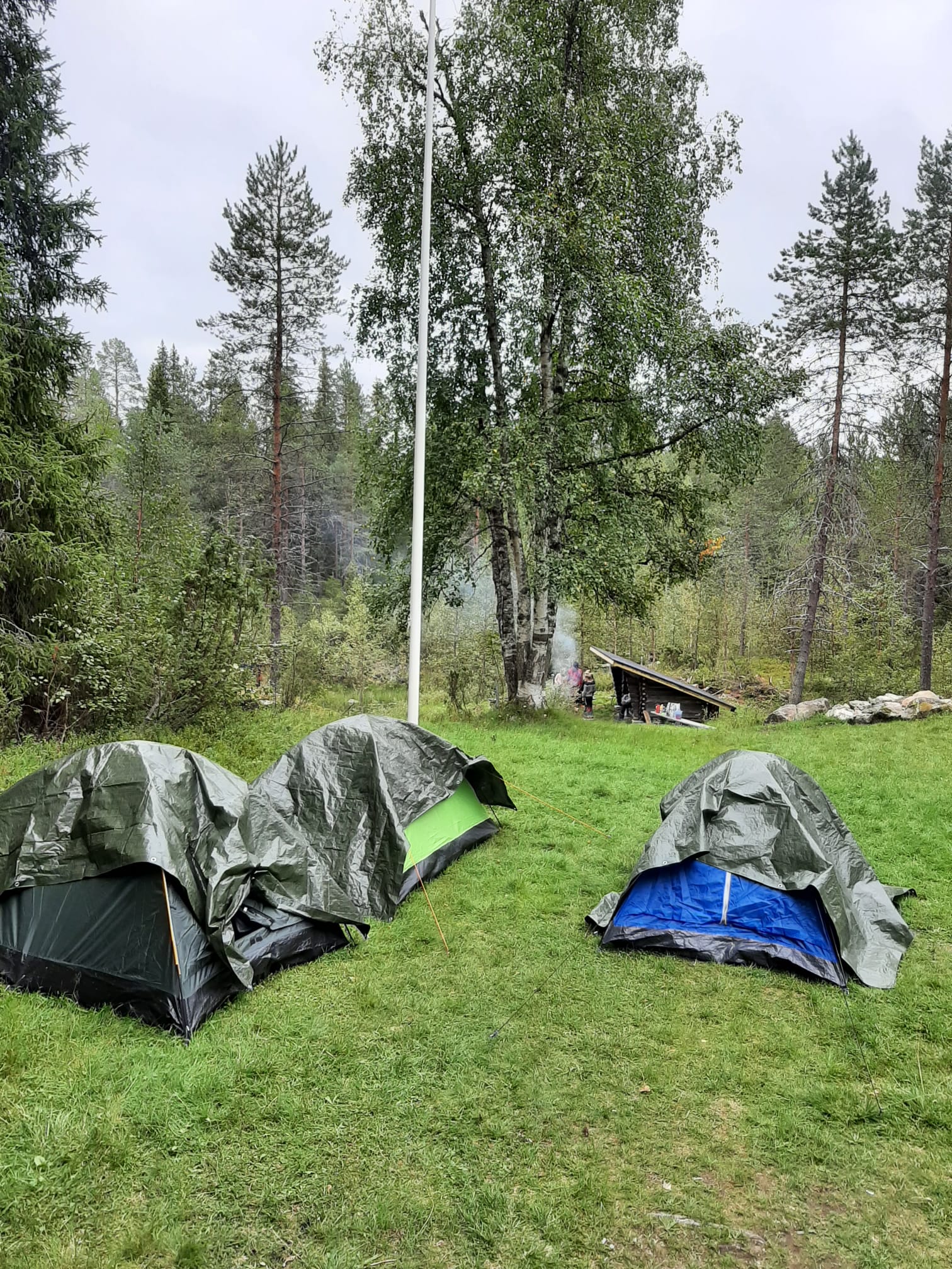 Kolme pikkutelttaa sadesuojat päällä. Taustalla iso koivu ja laavu.