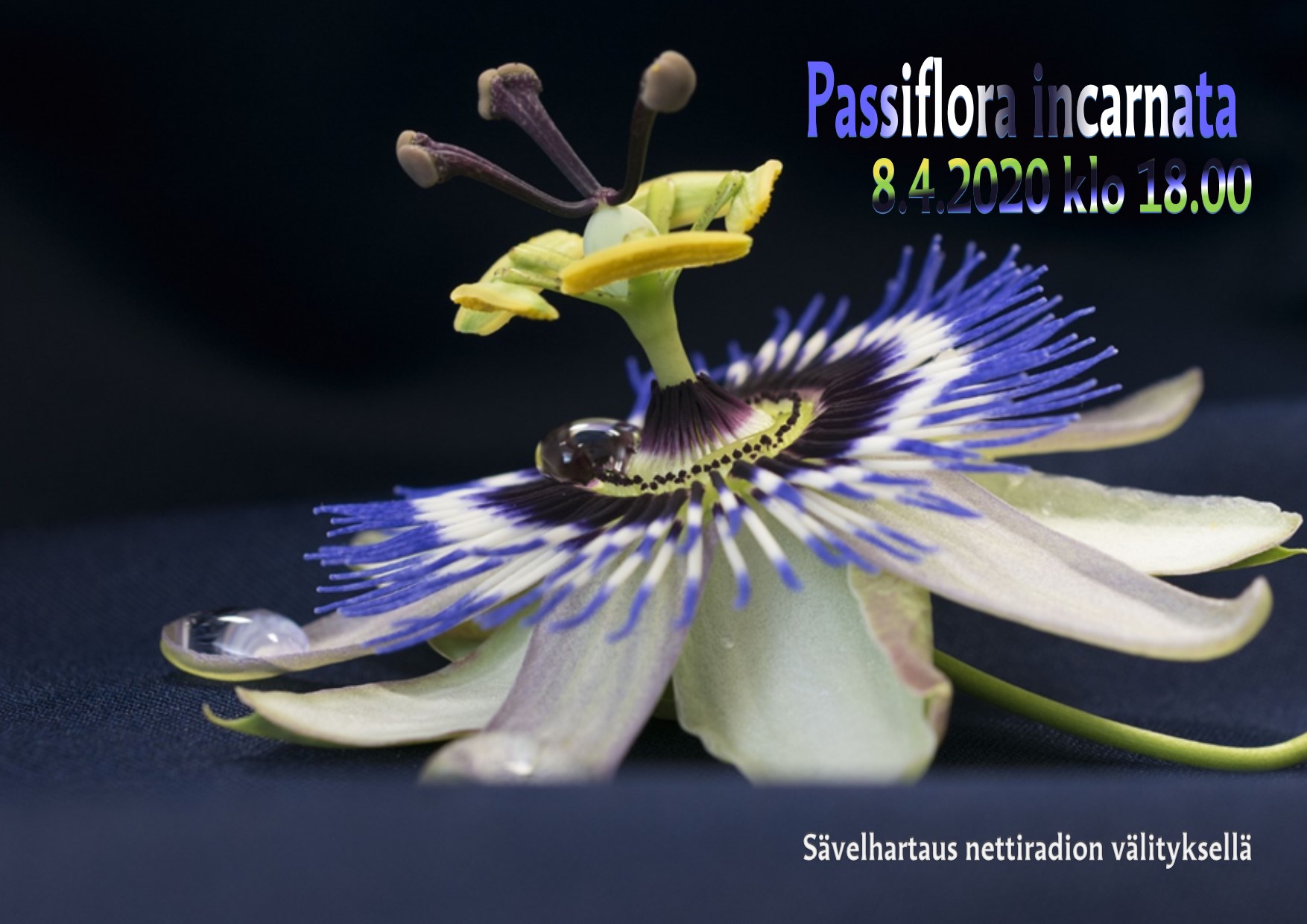 Passiflora incarnata - sävelhartaus Kärsimyskukan kuva