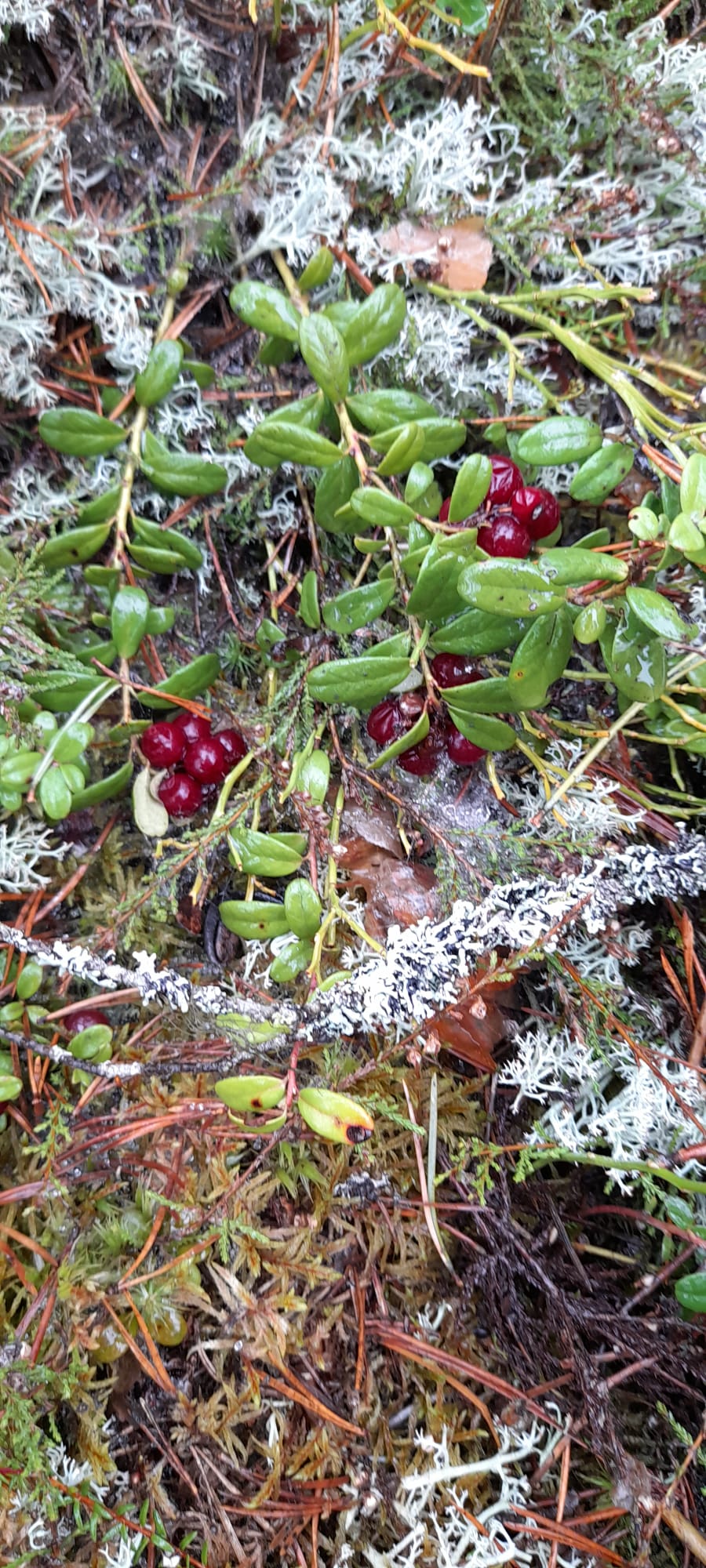 Punaisia puolukanterttuja harmaan jäkälän ympäröimänä