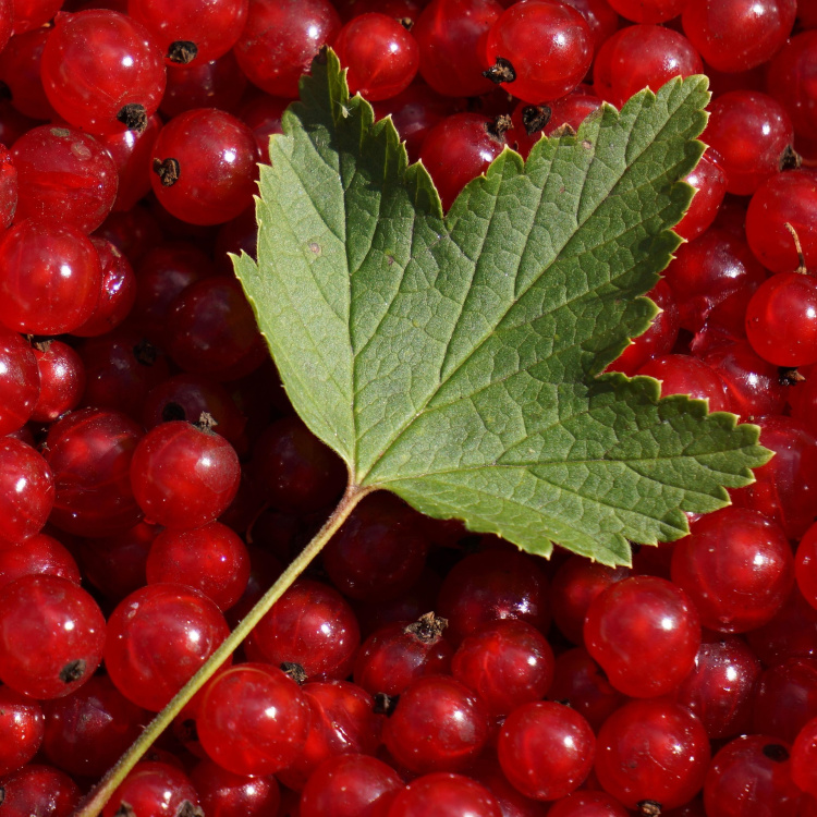 viinimarjoja