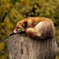 Lähimmäispalveluryhmä Lähimmäispalveluryhmä